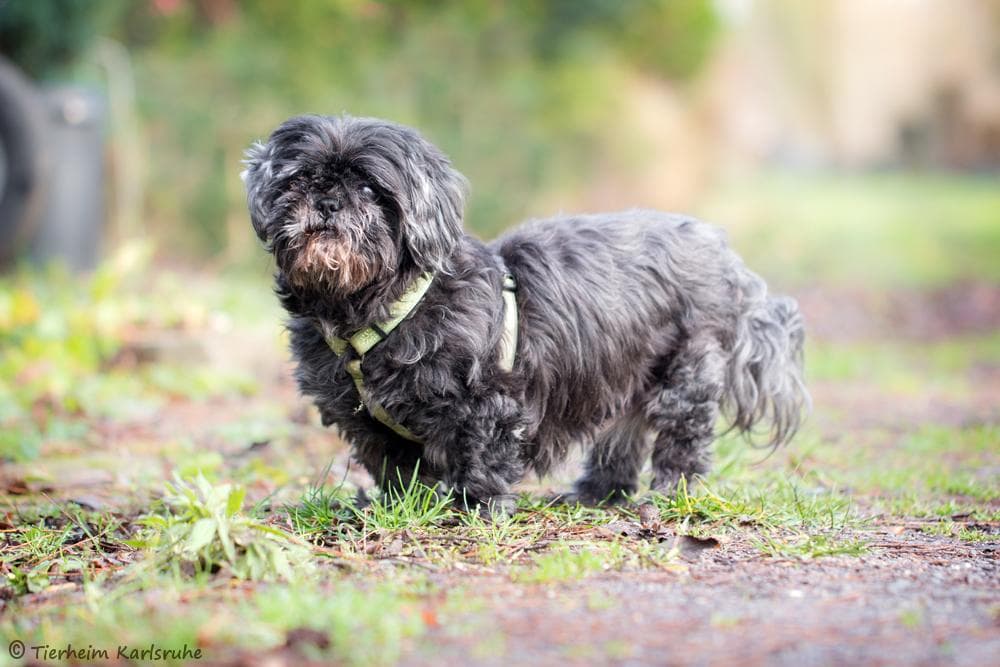 Sissi - Dackel, Shih Tzu, Jack Russell Terrier - Bild 3