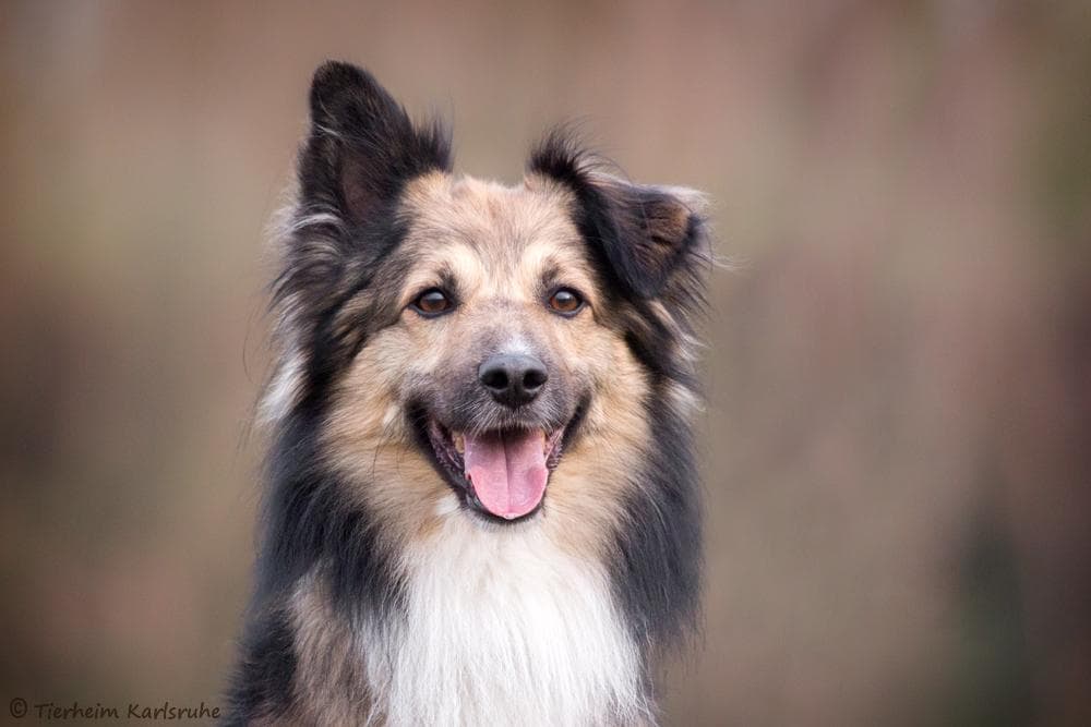 Beagle, Border Collie Rudolf