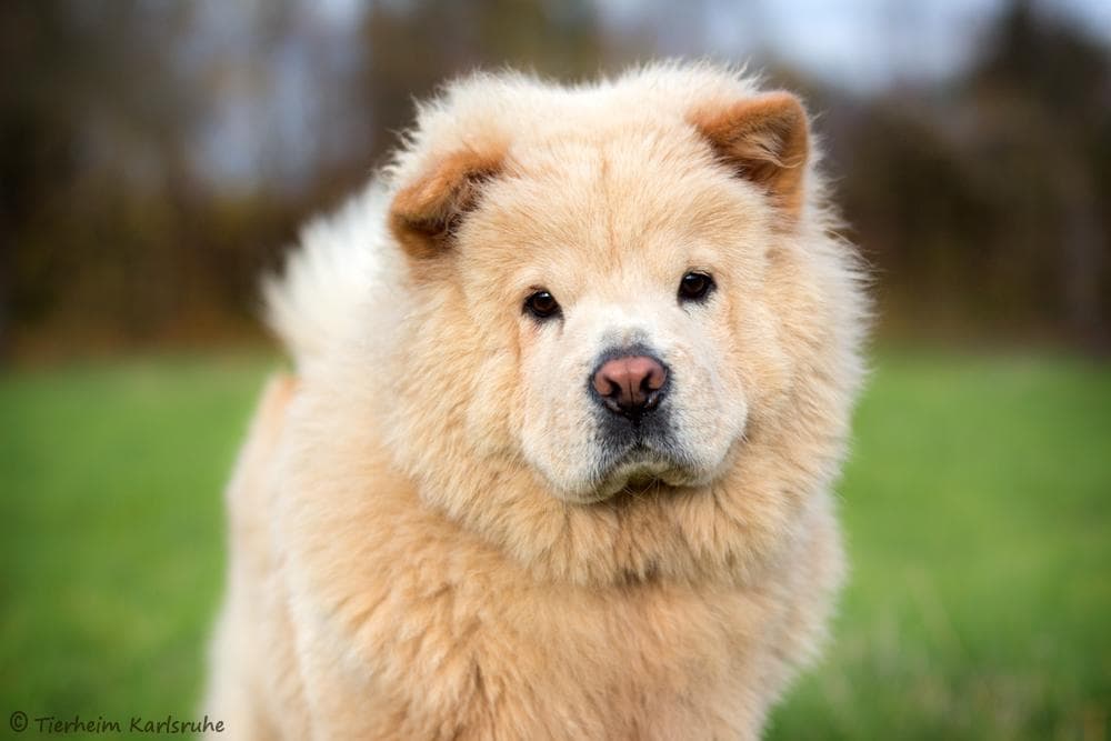 Luna - Chow-Chow - Bild 5