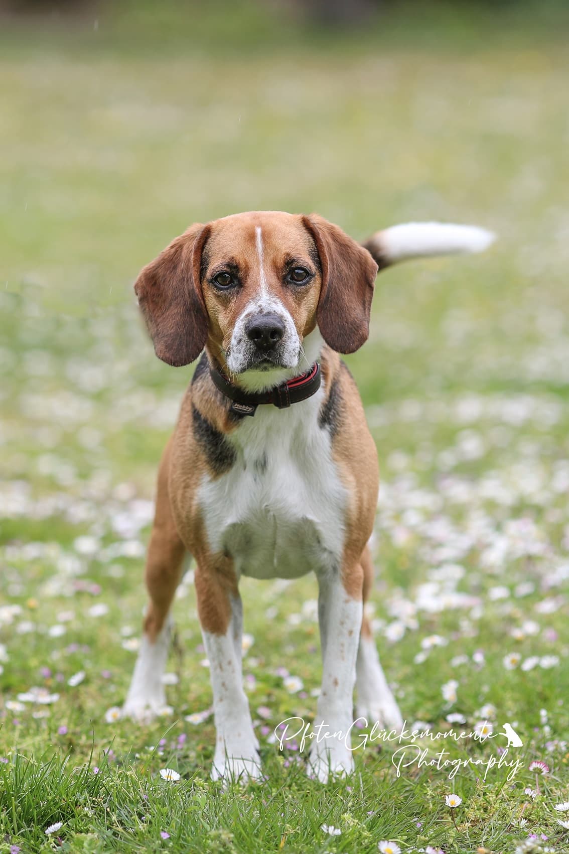 Timo - Beagle - Bild 17