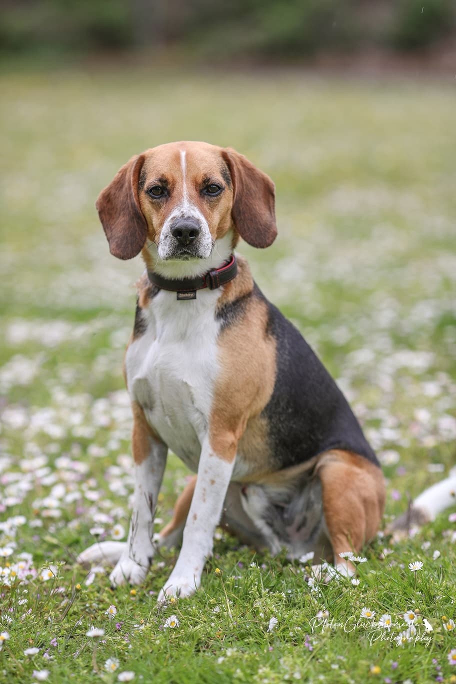 Timo - Beagle - Bild 5