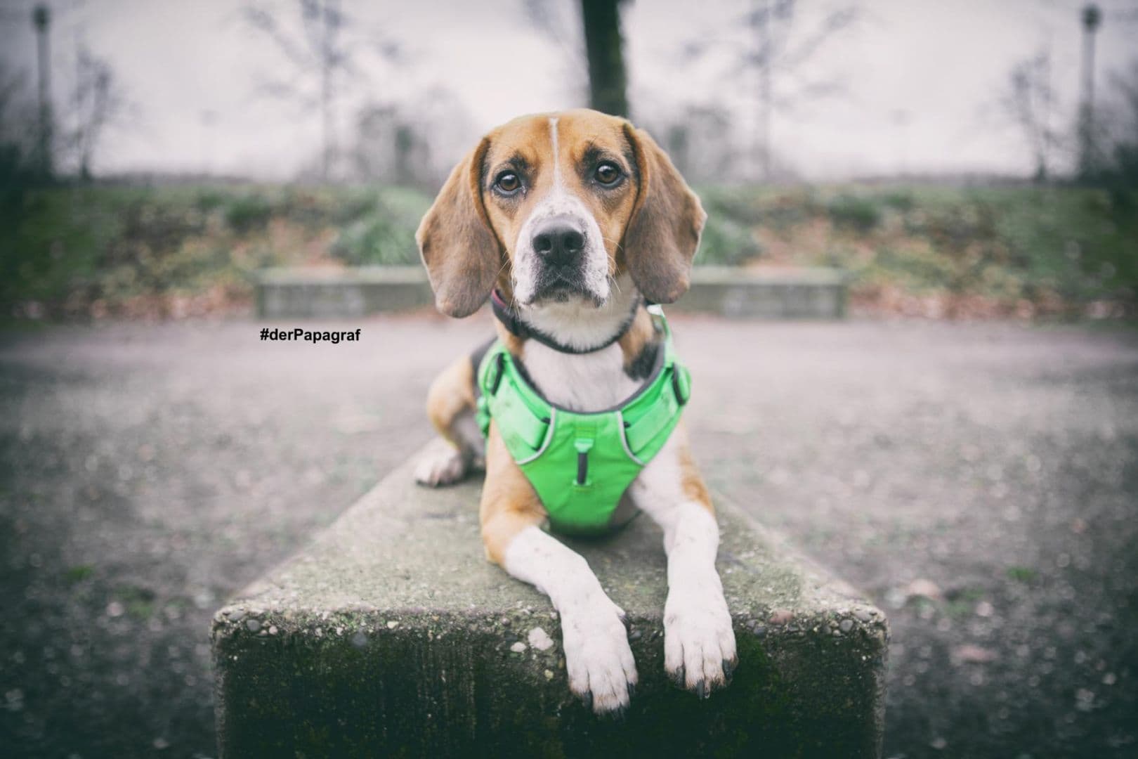 Timo - Beagle - Bild 11