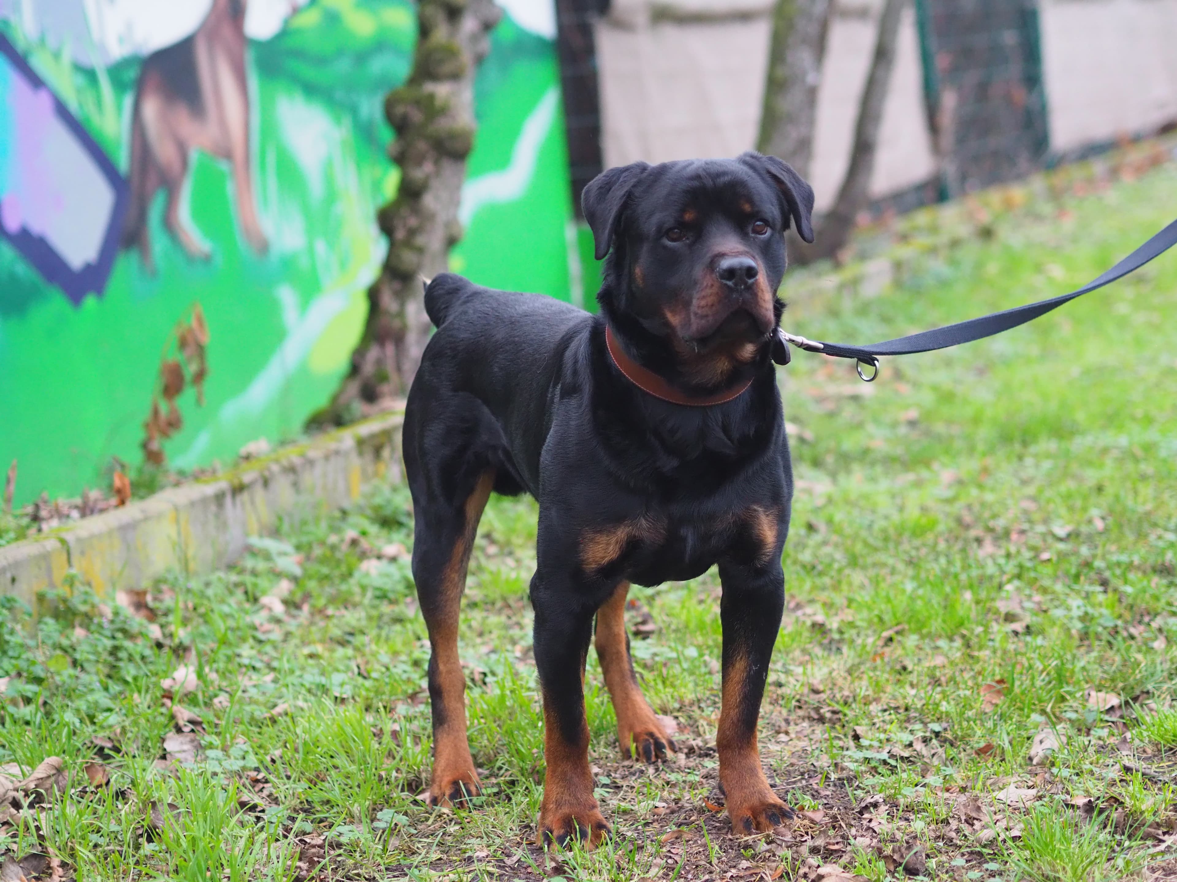 Githar - Rottweiler - Bild 3