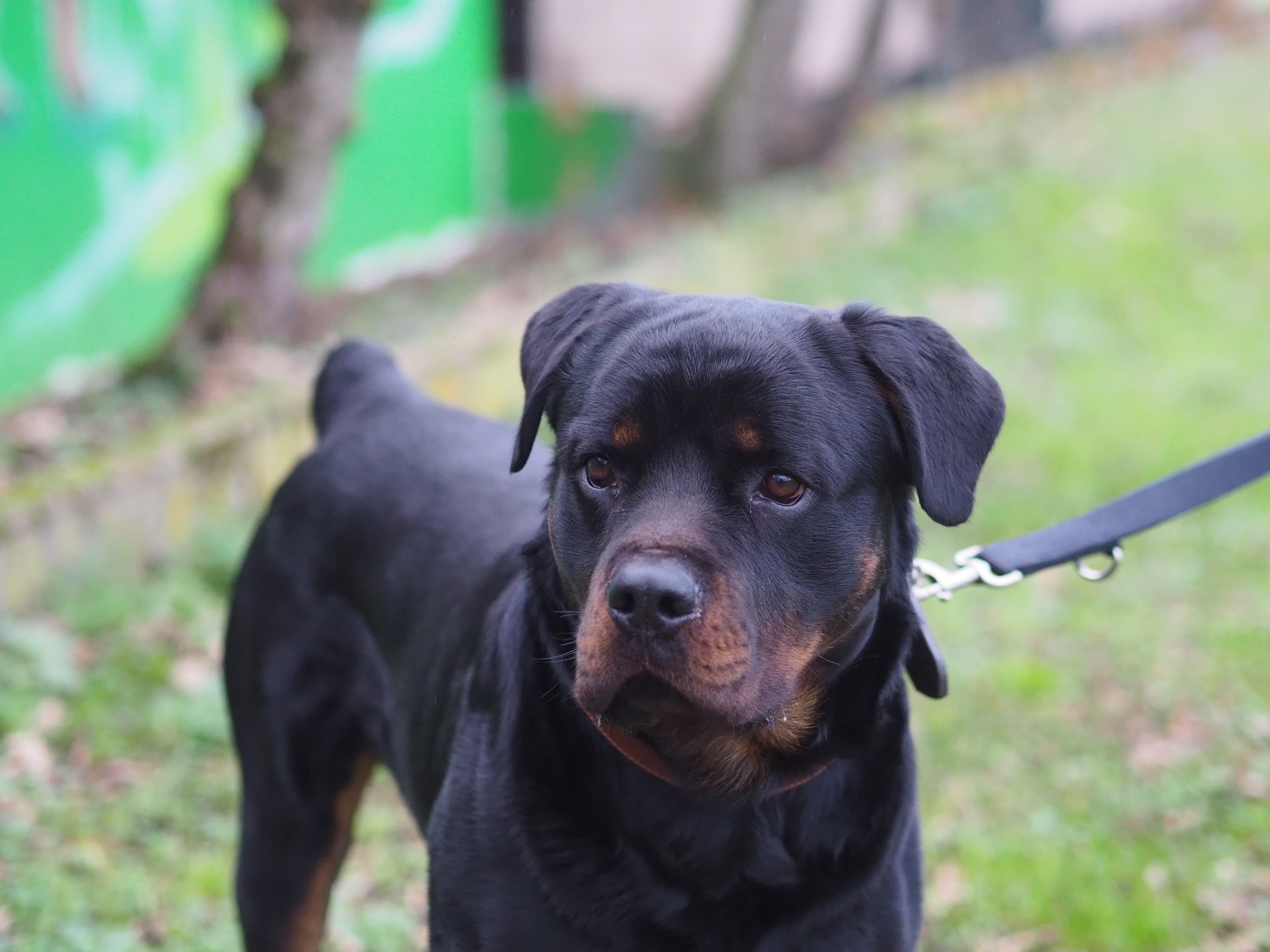 Rottweiler Githar