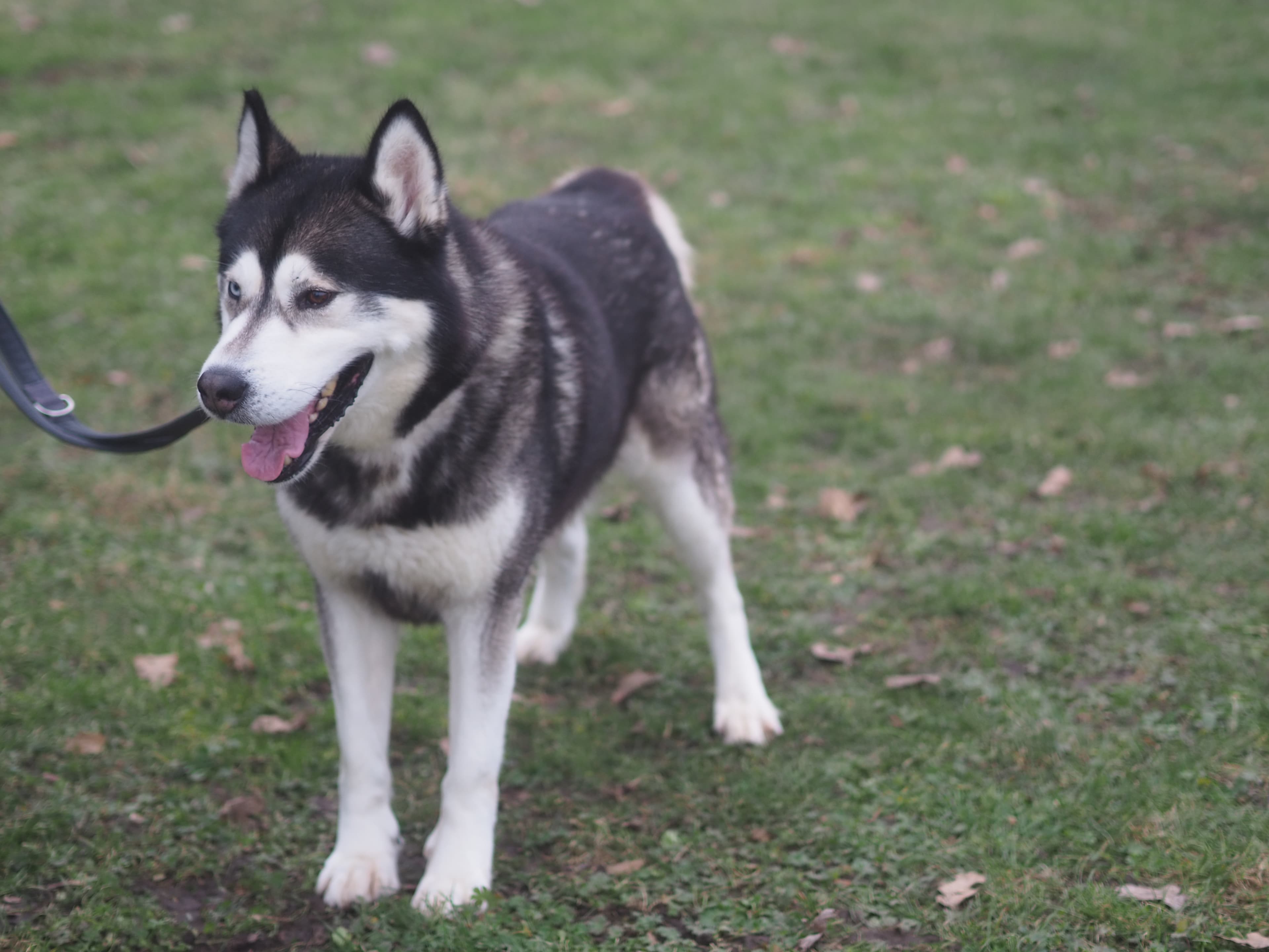 Bolto - Siberian Husky - Bild 3