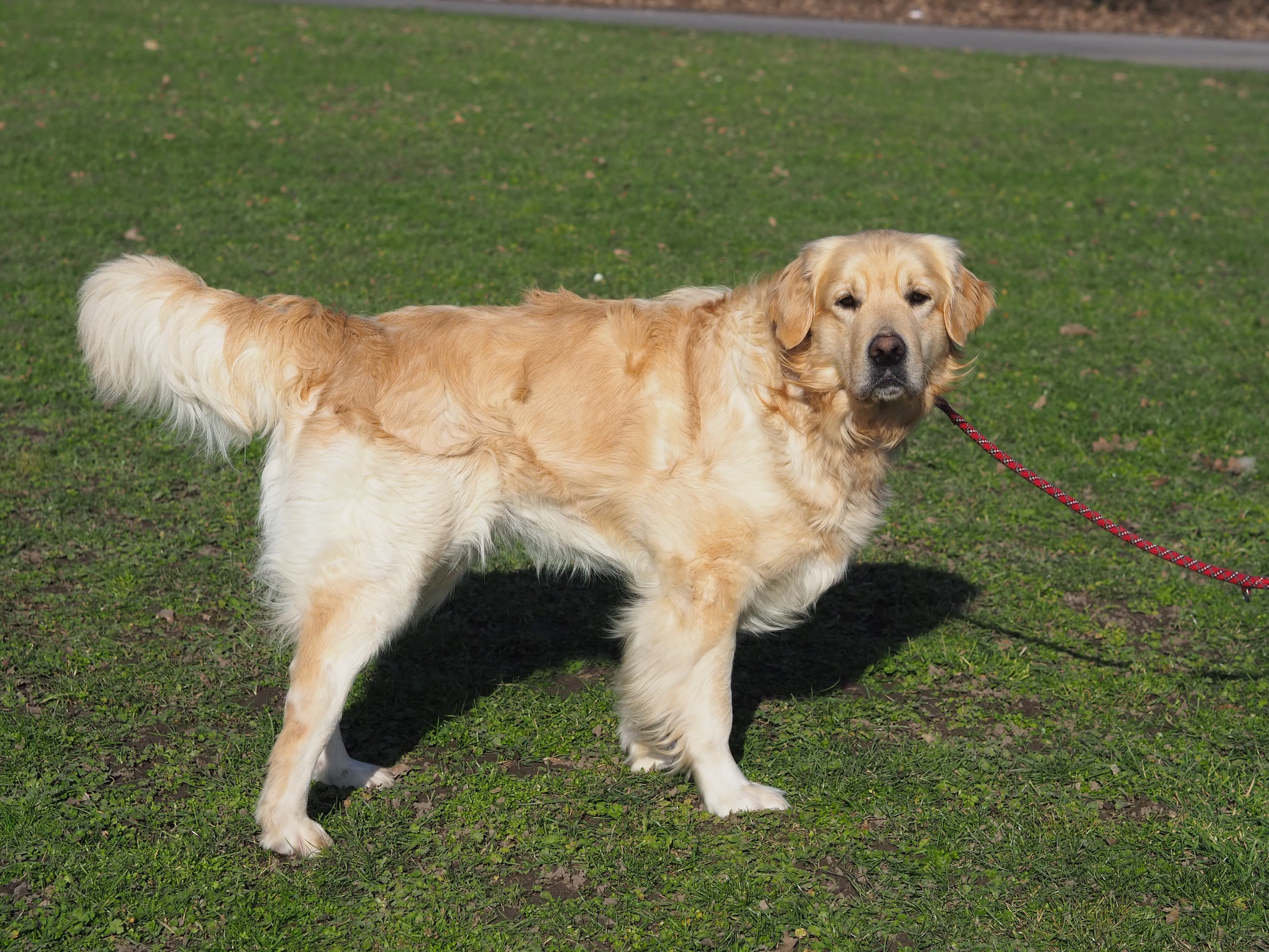 Nelson - Golden Retriever - Bild 7