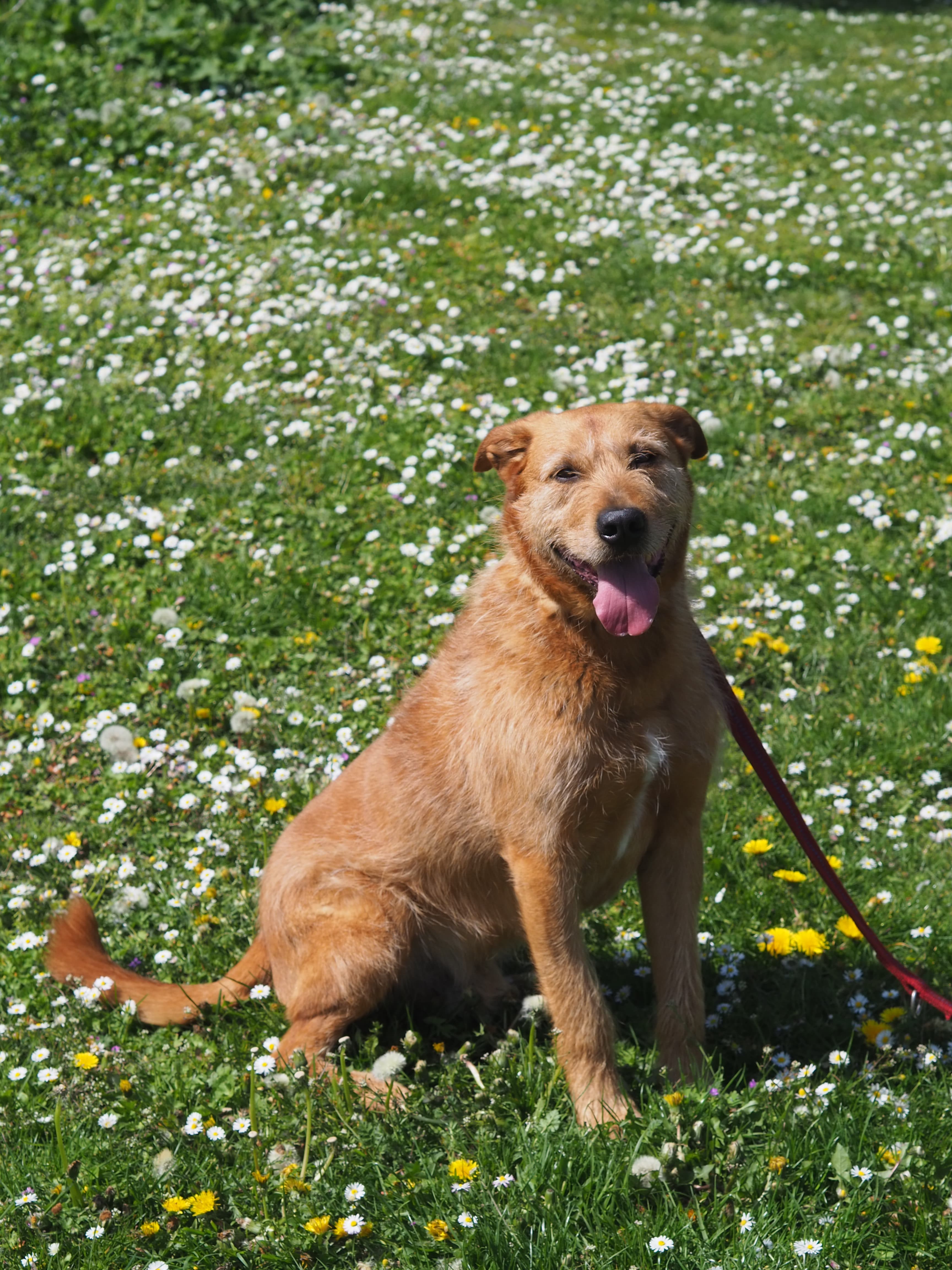 Kap - Riesenschnauzer - Bild 3