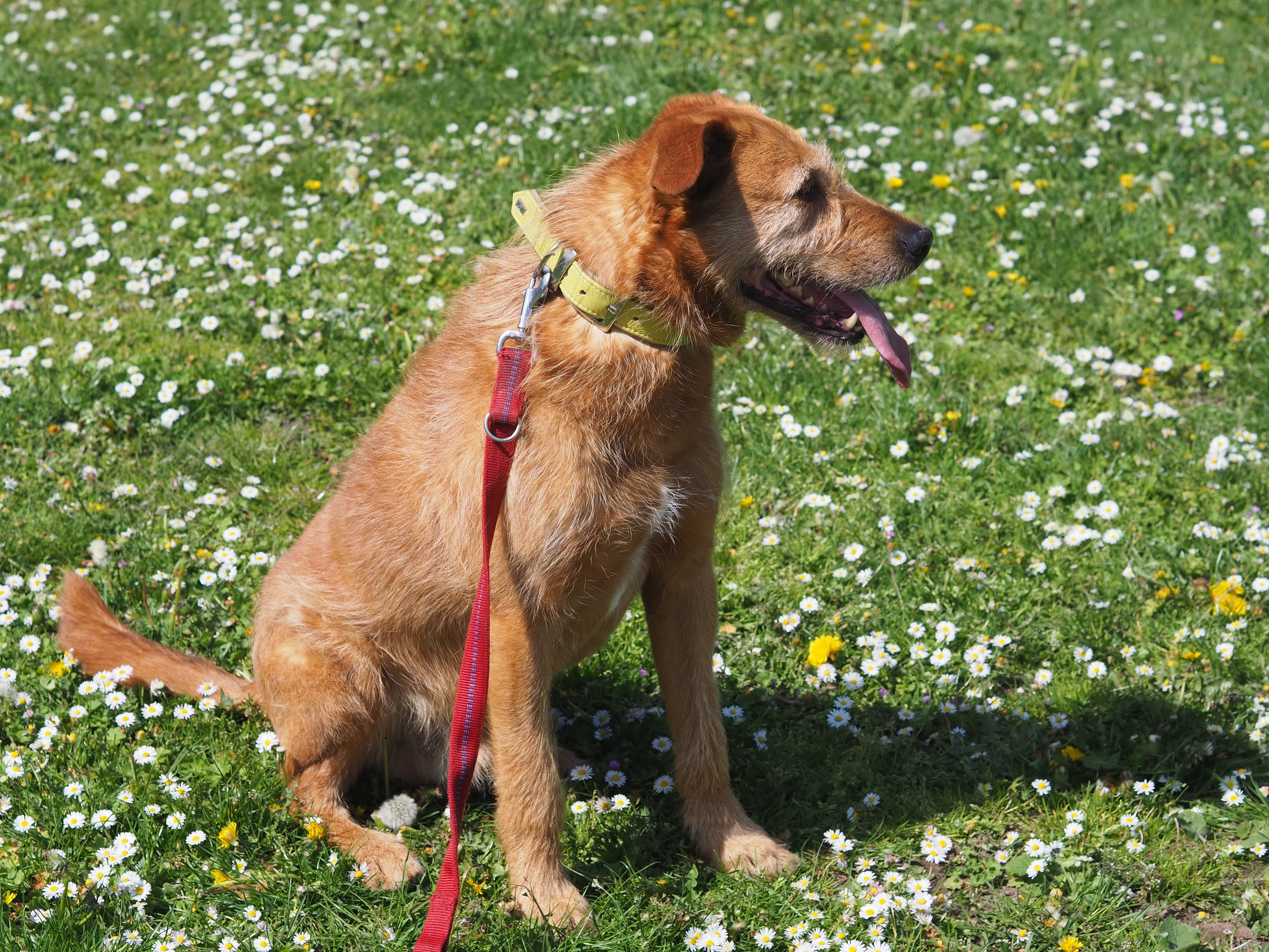 Riesenschnauzer-Mix Kap