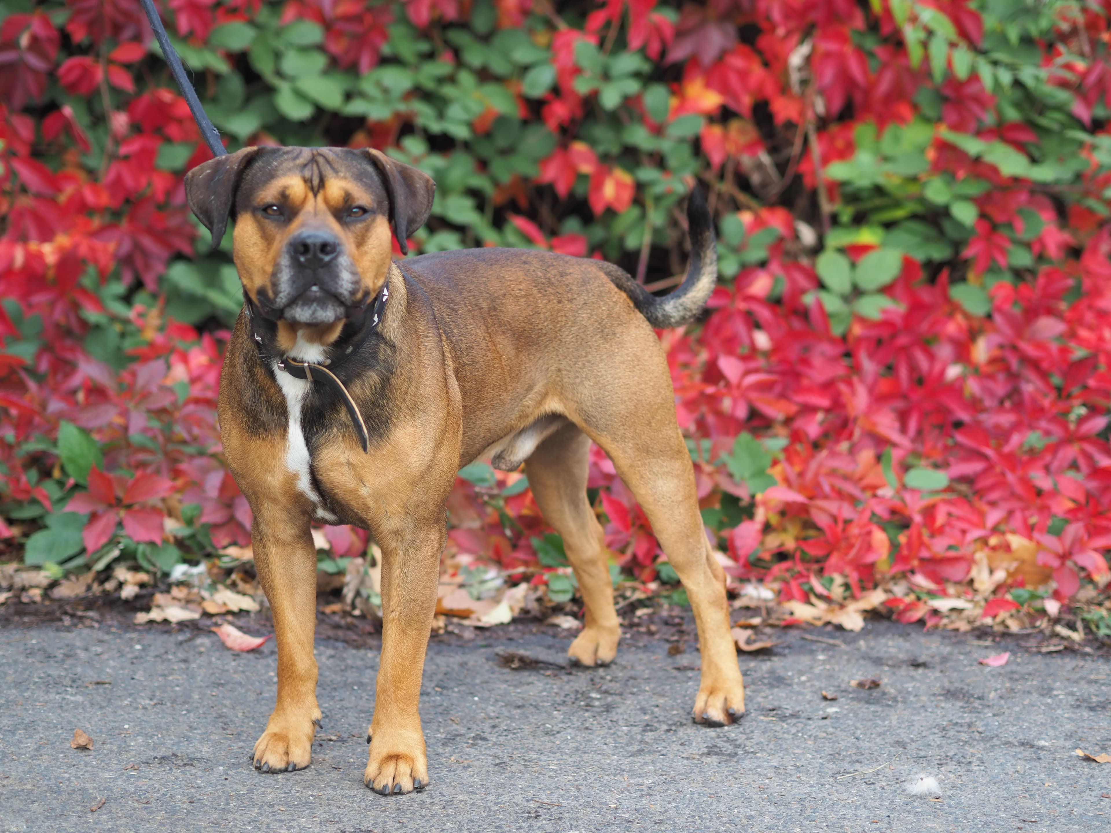 Rottweiler-Mix Milano