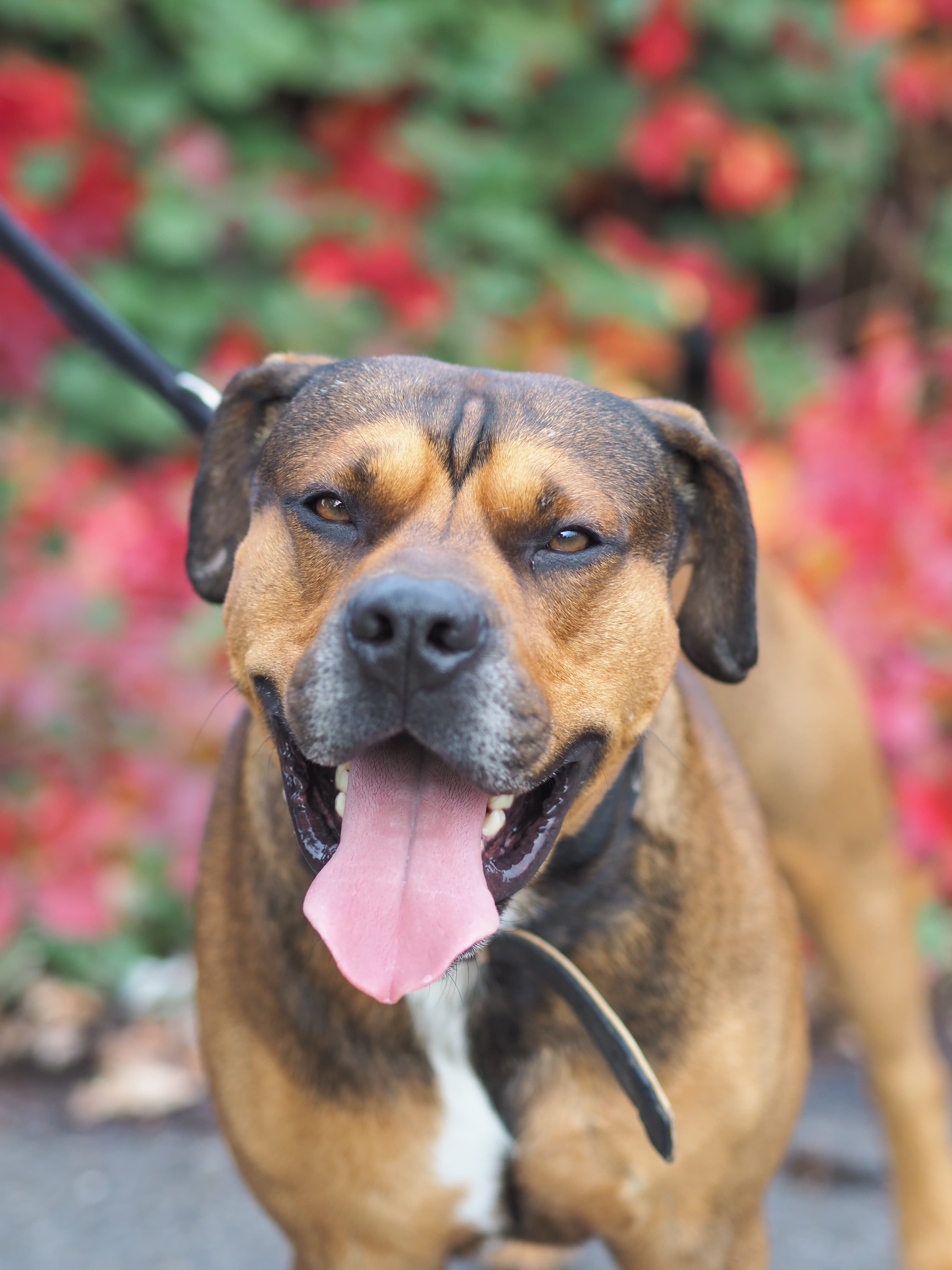 Milano - Rottweiler - Bild 3