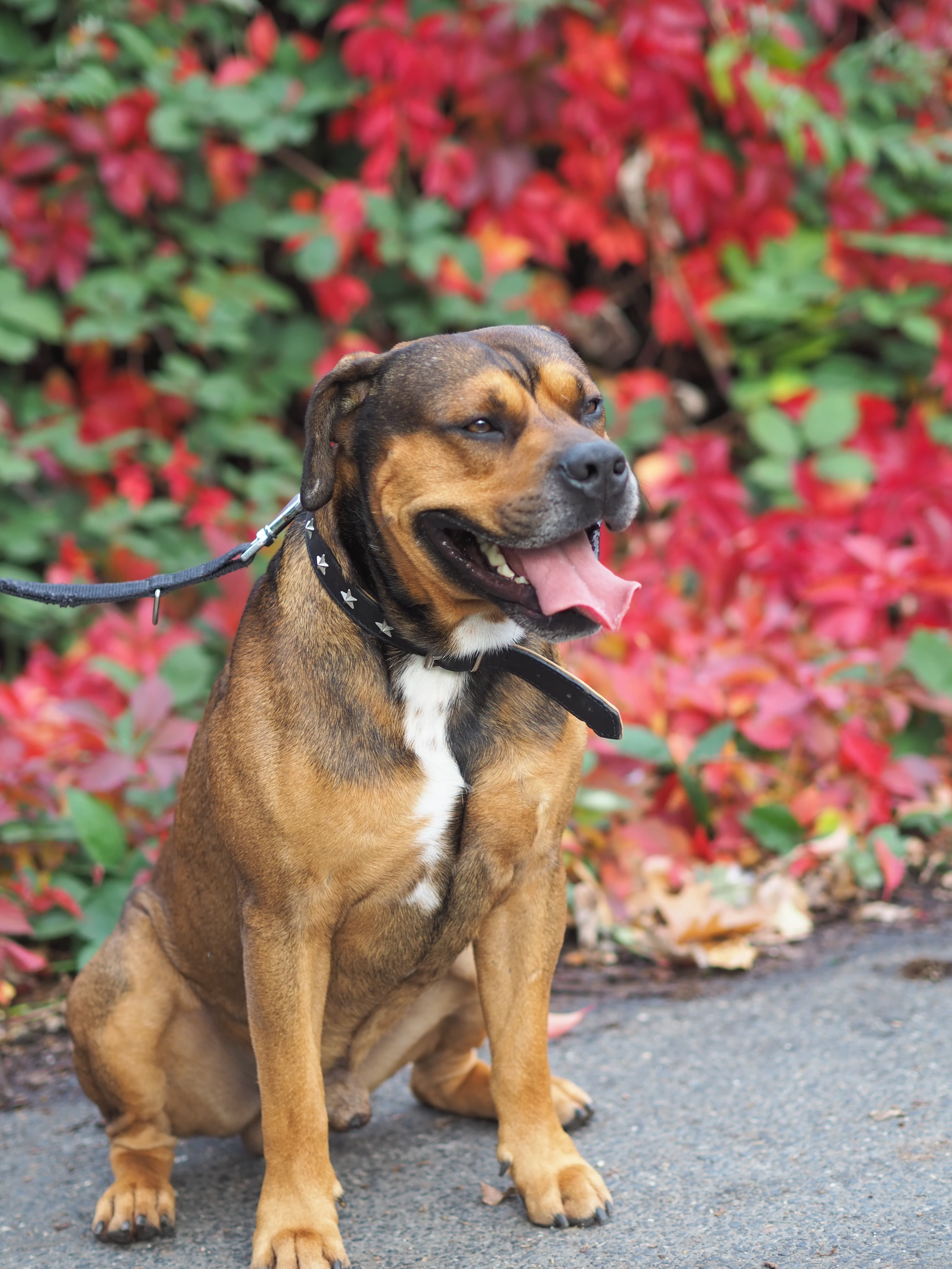 Milano - Rottweiler - Bild 7