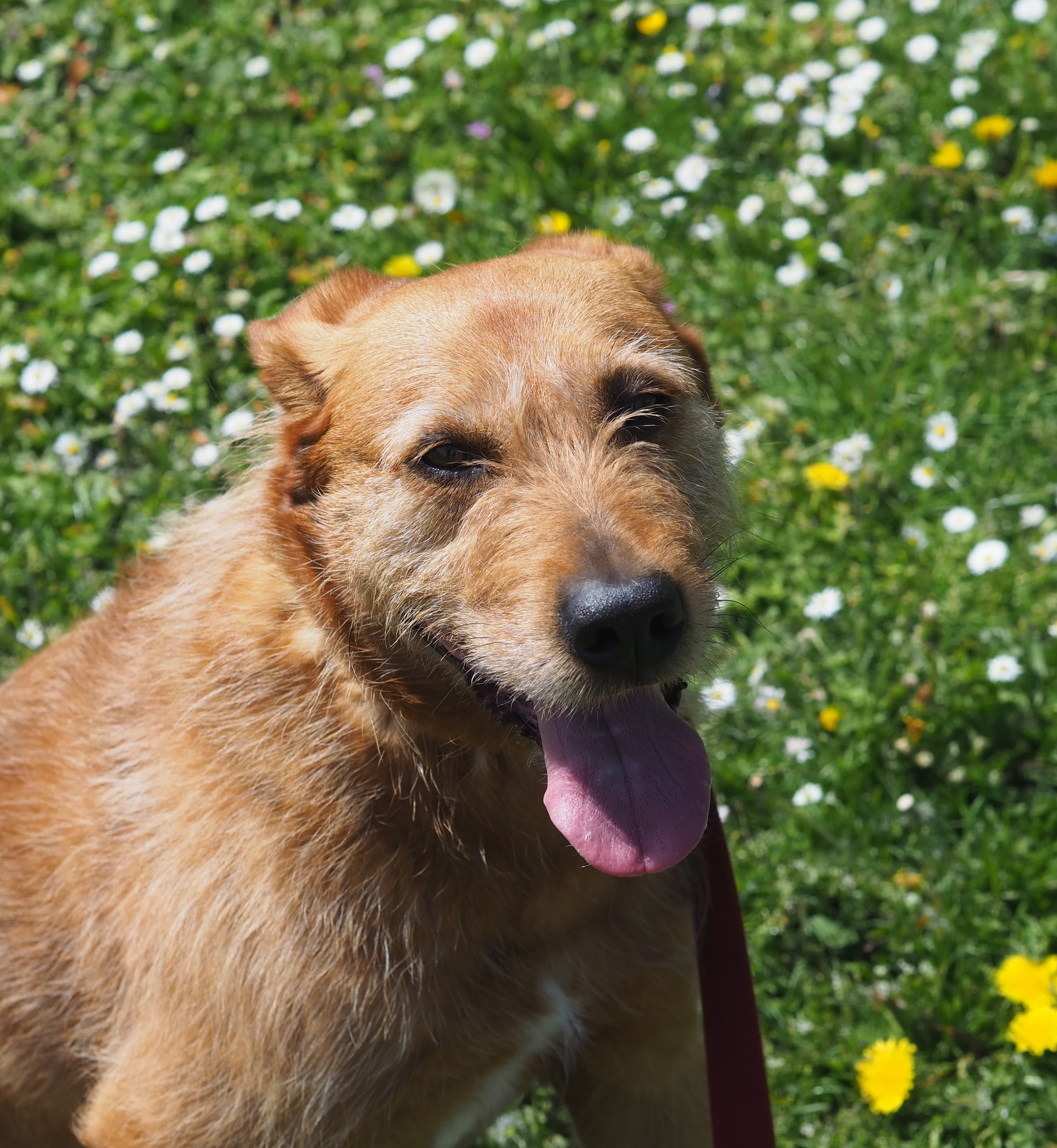 Kap - Riesenschnauzer - Bild 8