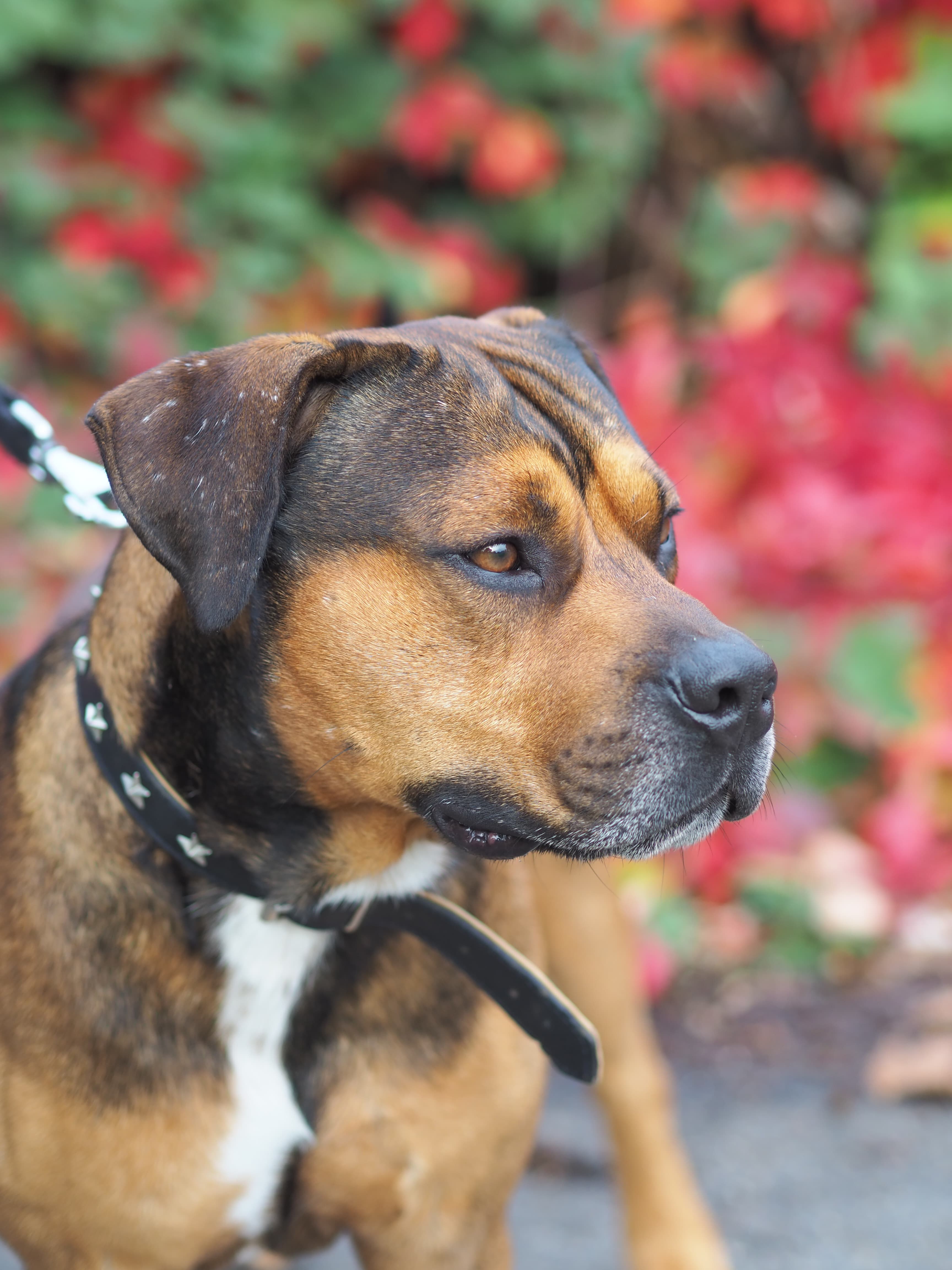 Milano - Rottweiler - Bild 6