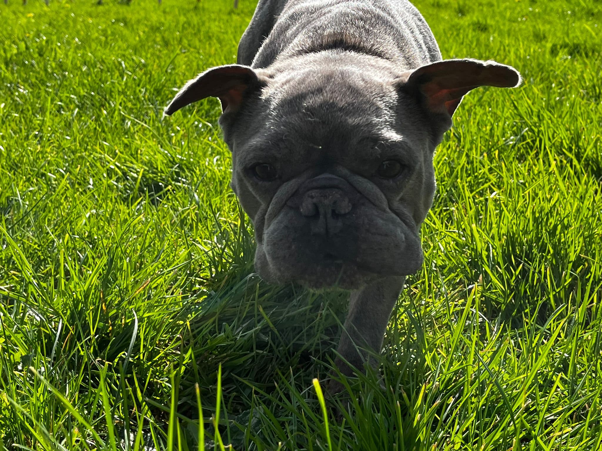 Bonnie und clyde - Französische Bulldogge - Bild 3