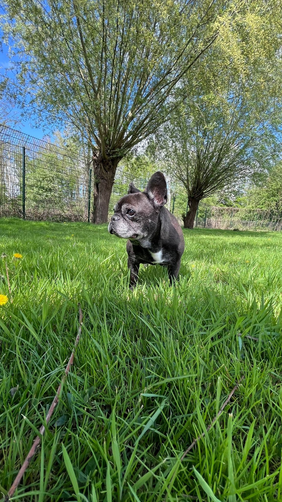 Französische Bulldogge-Mix Bonnie und clyde