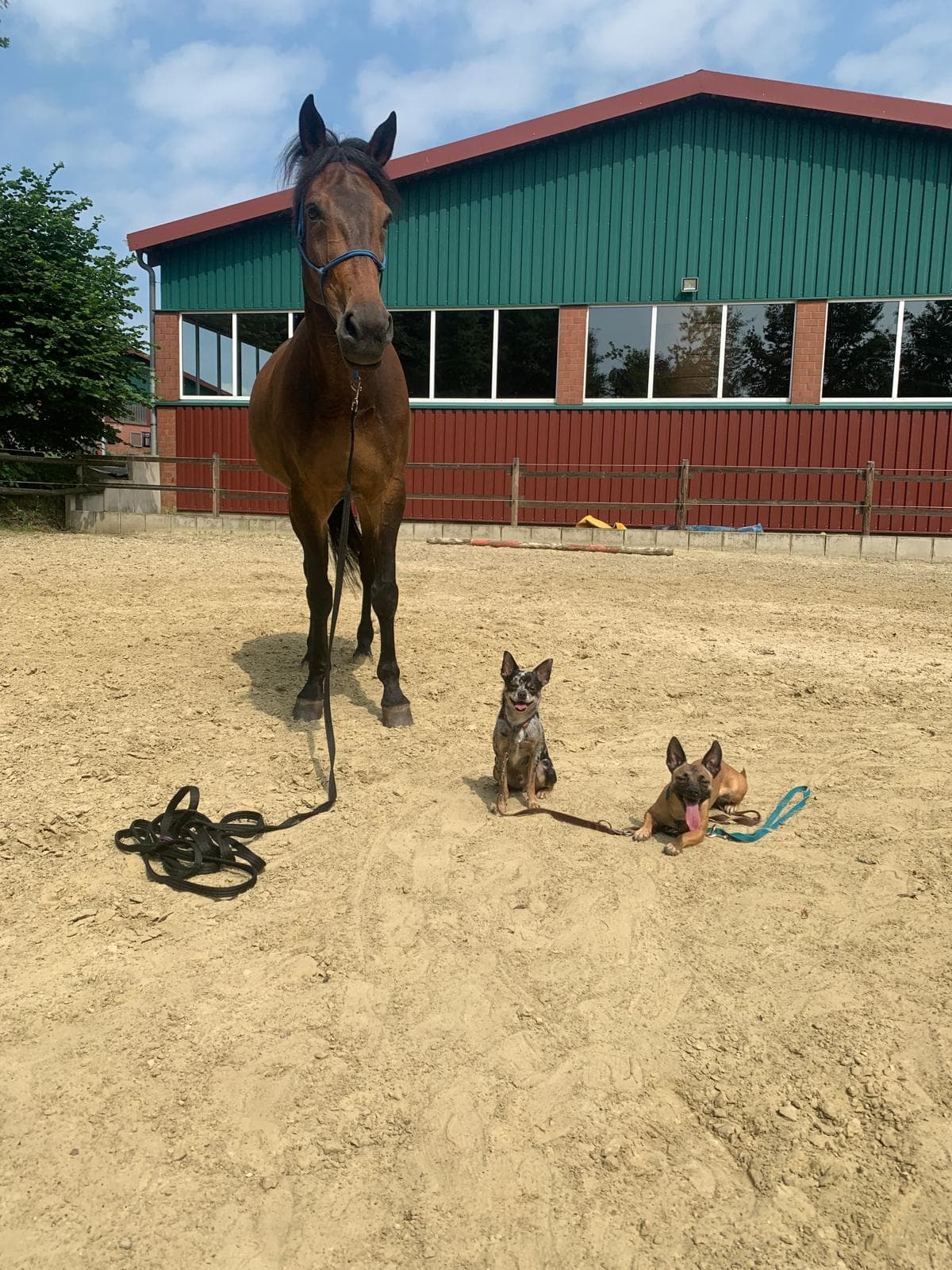 Cassy - Dackel - Bild 6