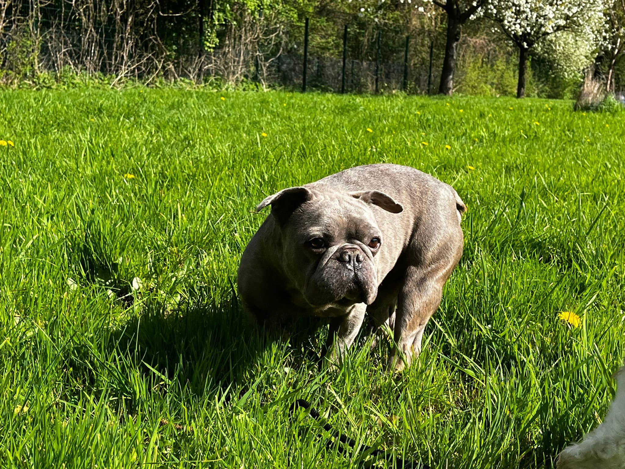 Bonnie und clyde - Französische Bulldogge - Bild 6