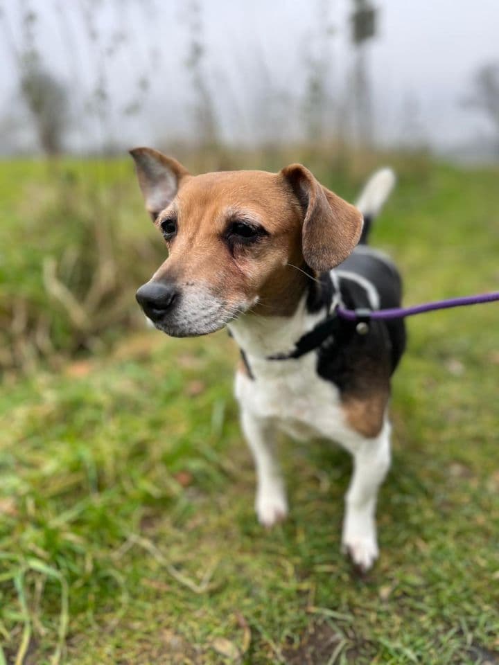 Lilly - Jack Russell Terrier - Bild 6