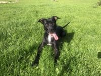 Brutus - Deutsche Dogge, Cane Corso Italiano - Bild 12