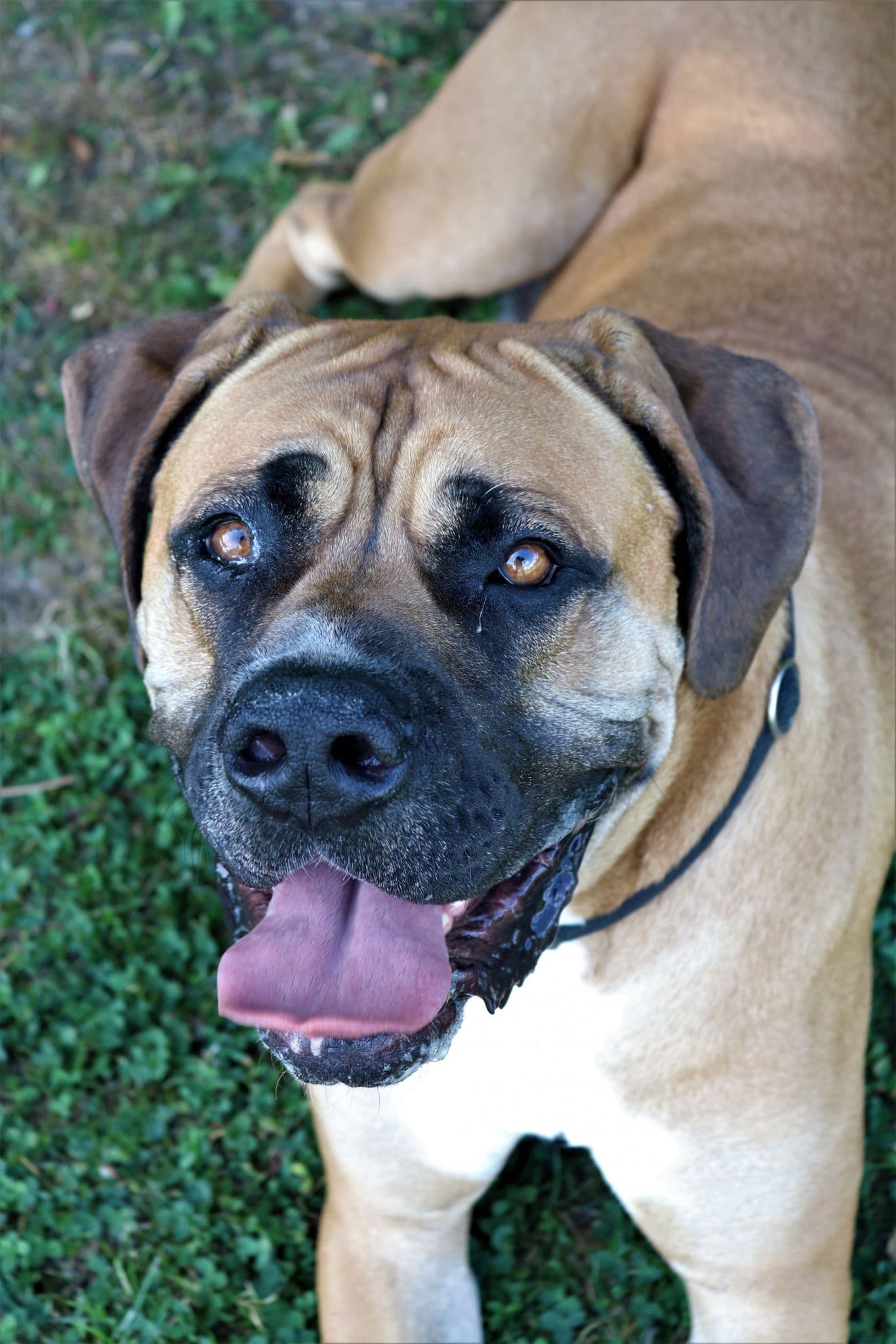 Cassius - Cane Corso Italiano - Bild 5