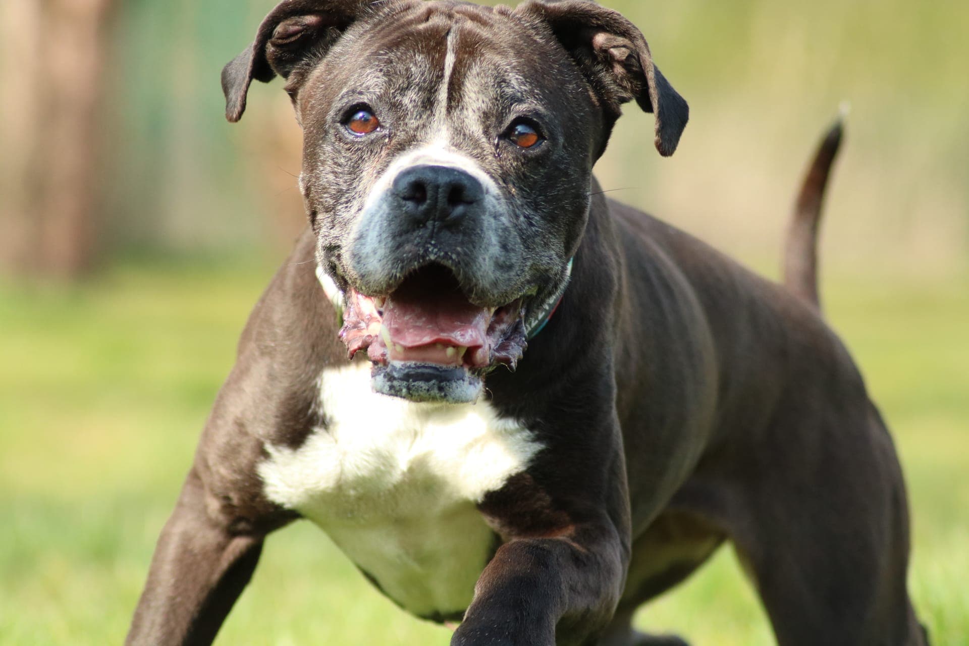 Bombay - Deutscher Boxer, Dackel - Bild 13