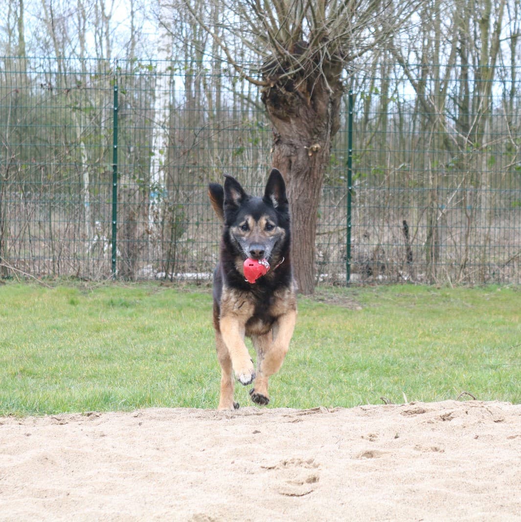 Ronny - Deutscher Schäferhund - Bild 3