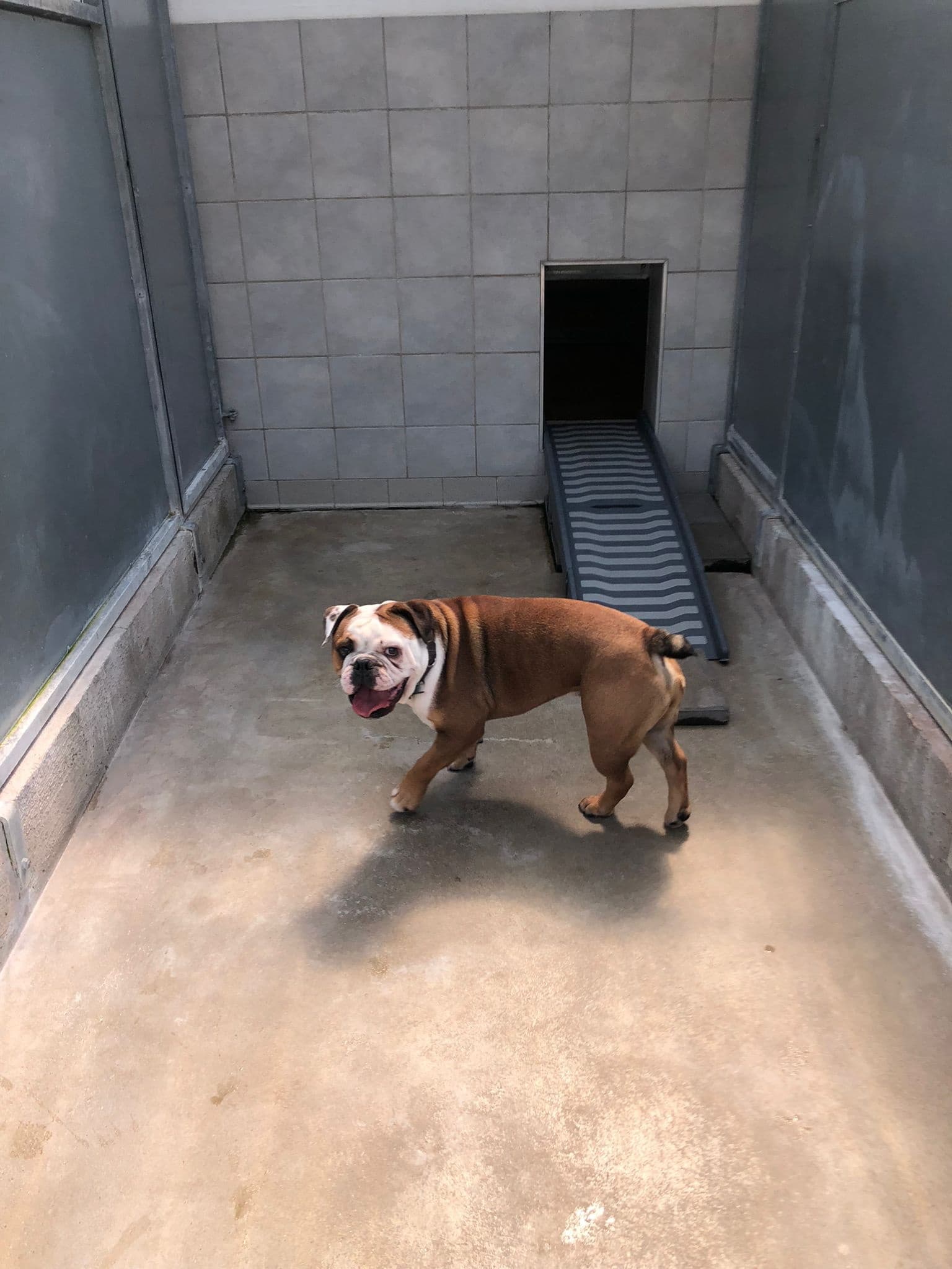 Racker - Englische Bulldogge, Deutsche Dogge - Bild 3