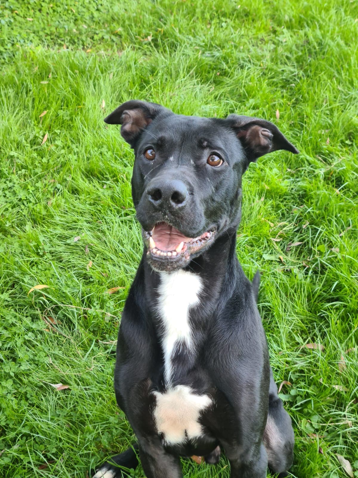 Brutus - Deutsche Dogge, Cane Corso Italiano - Bild 17