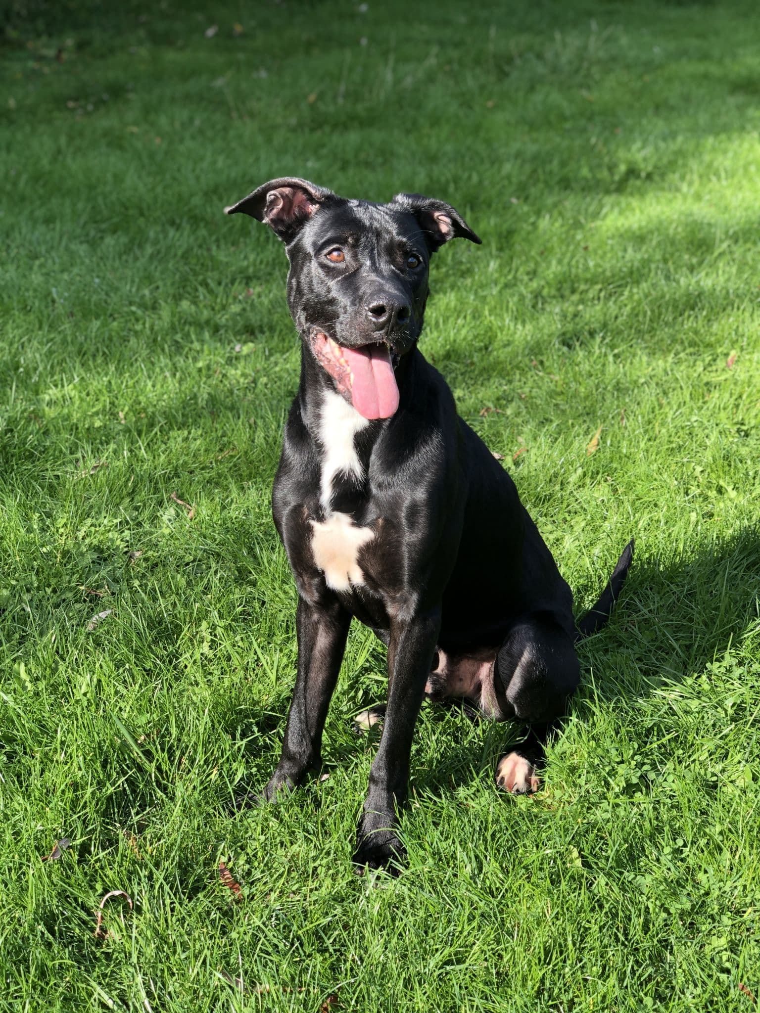 Brutus - Deutsche Dogge, Cane Corso Italiano - Bild 13