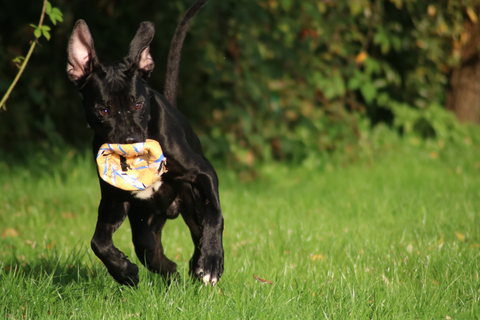 Brutus - Deutsche Dogge, Cane Corso Italiano - Bild 9