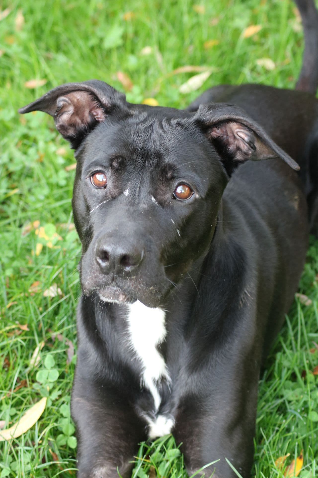 Brutus - Deutsche Dogge, Cane Corso Italiano - Bild 15