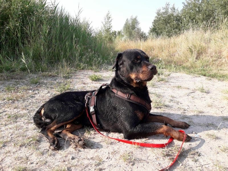 Rocky - Rottweiler - Bild 8