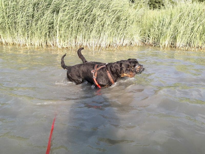 Rocky - Rottweiler - Bild 13
