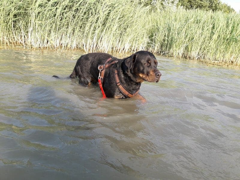 Rocky - Rottweiler - Bild 12