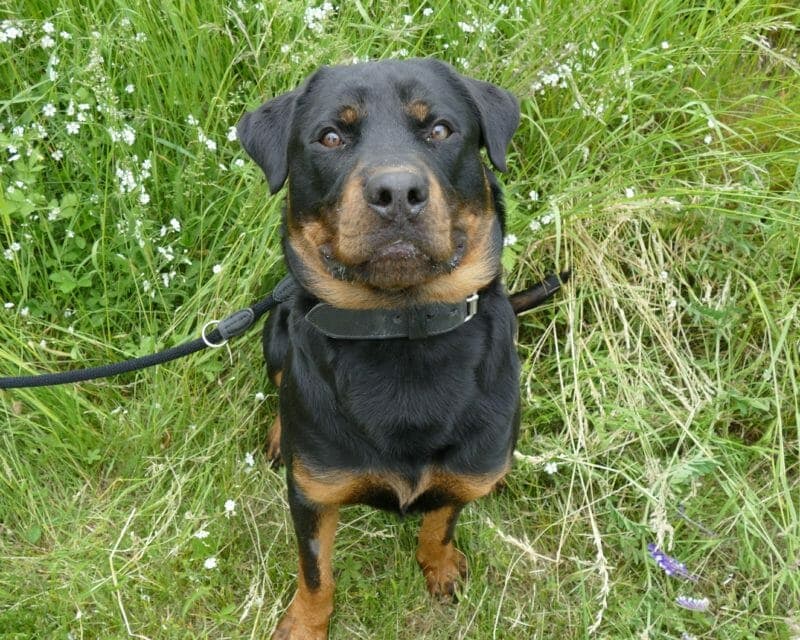 Rocky - Rottweiler - Bild 7