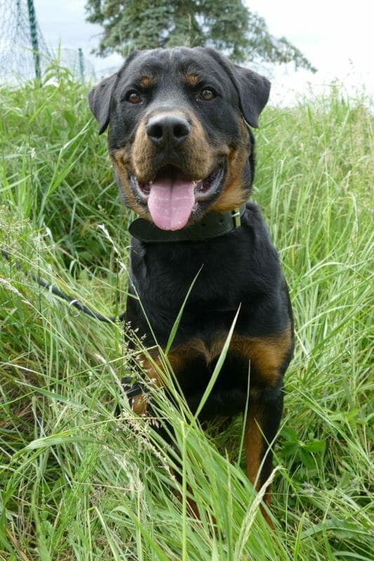 Rocky - Rottweiler - Bild 11