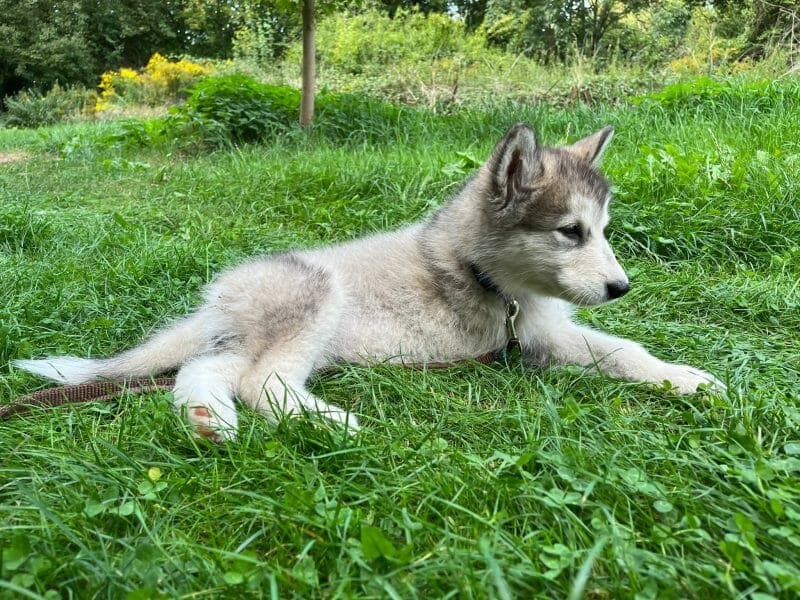 Lakota - Alaskan Malamute - Bild 2