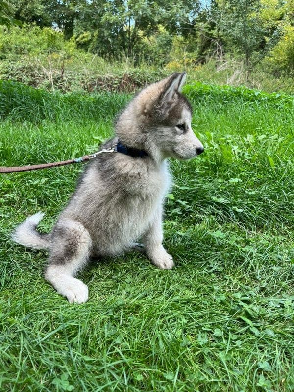 Alaskan Malamute Lakota