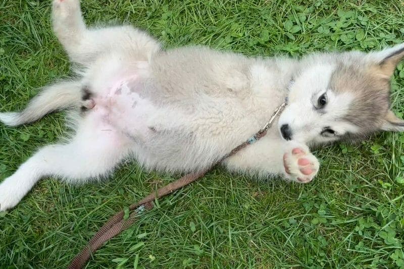 Lakota - Alaskan Malamute - Bild 4
