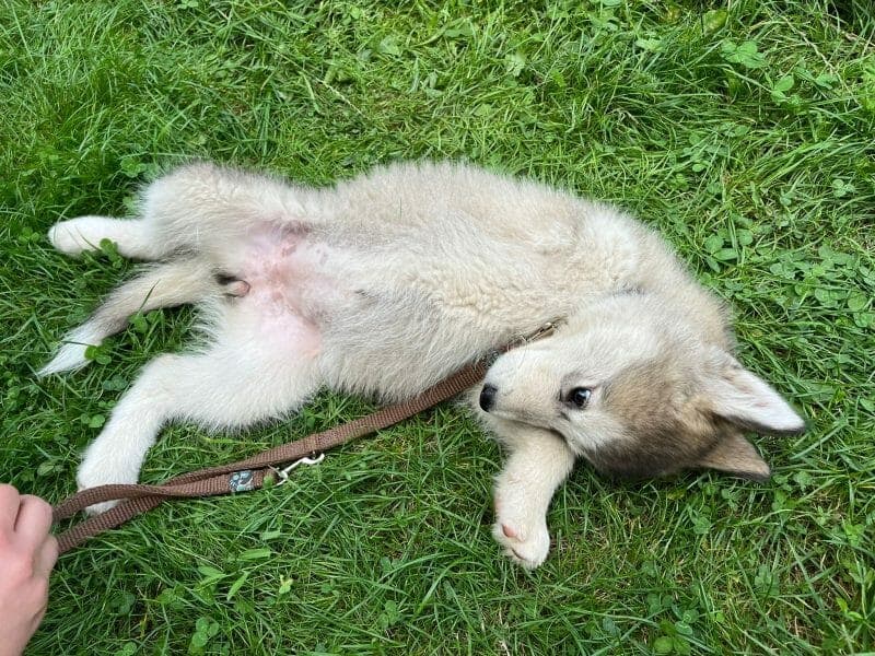 Lakota - Alaskan Malamute - Bild 6