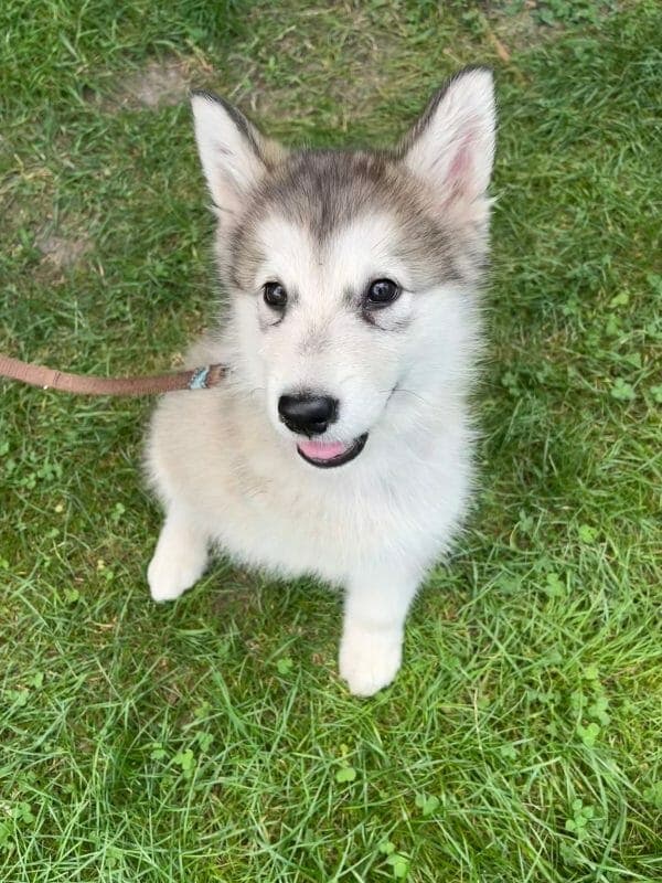 Lakota - Alaskan Malamute - Bild 5