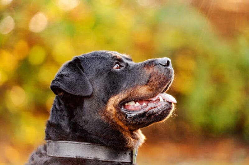 Rottweiler-Mix Rocky