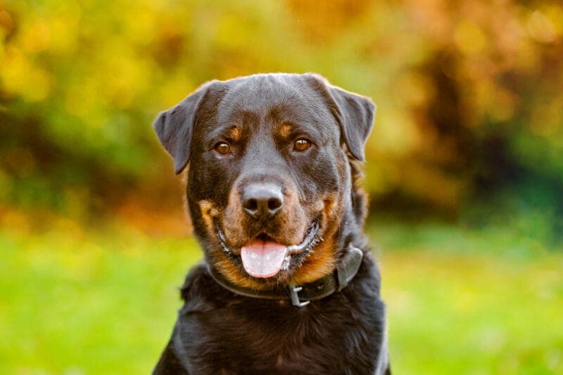 Rocky - Rottweiler - Bild 3