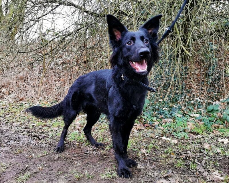 Ivy - Deutscher Schäferhund - Bild 2