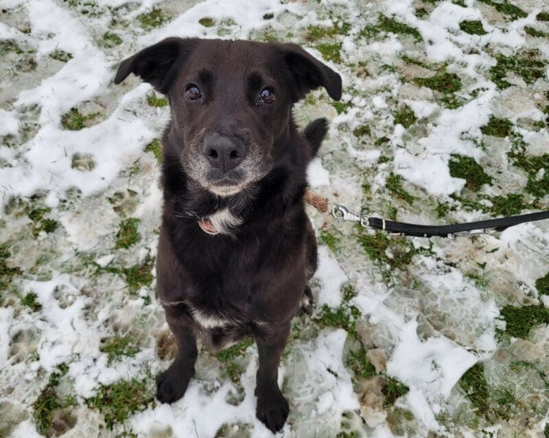 Blacky - Labrador Retriever - Bild 3