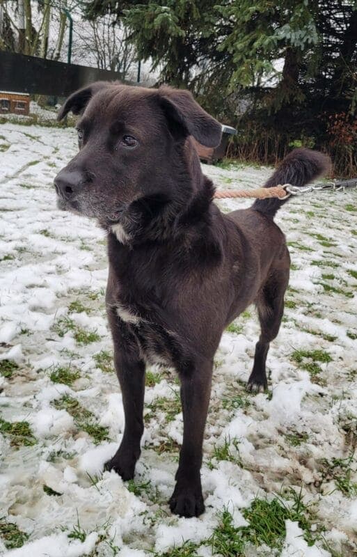 Blacky - Labrador Retriever - Bild 4