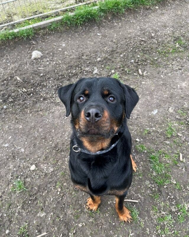Hektor - Rottweiler - Bild 5