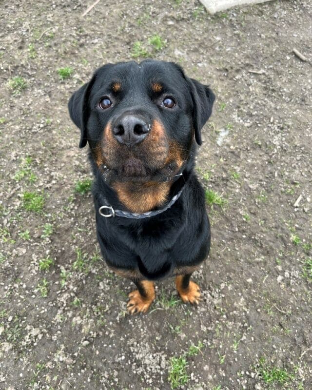 Hektor - Rottweiler - Bild 4