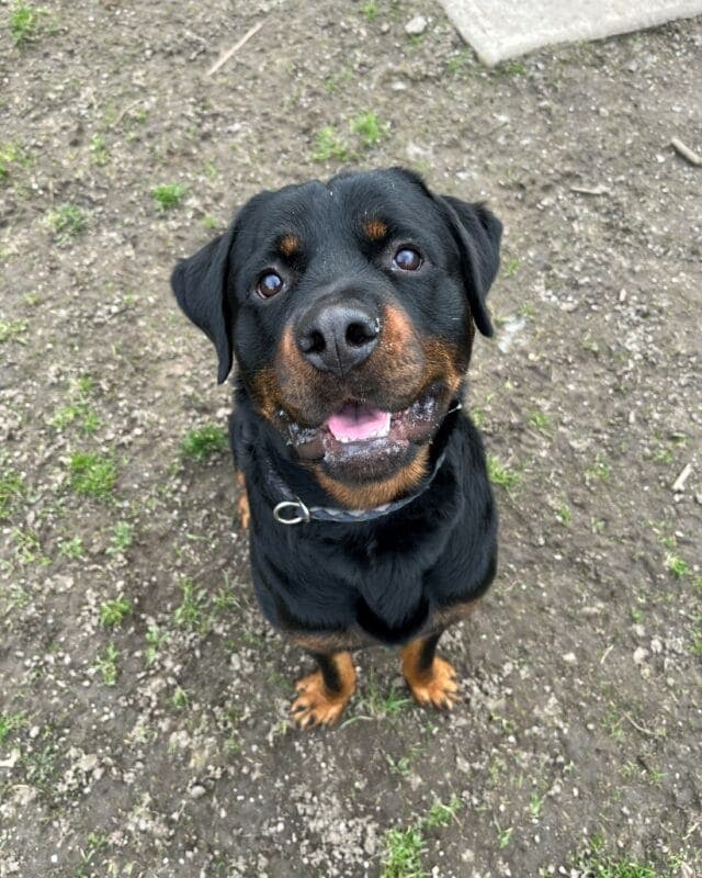Hektor - Rottweiler - Bild 3