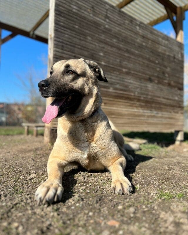Phoebe - Kangal-Hirtenhund - Bild 3